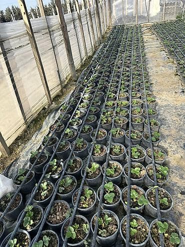 yolka satisi: Çiyələk ştilləri satılır. Viktoriya sortudur. Qiyməti 2.50 azn Ünvan — 4