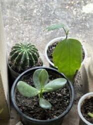 yeni il şənliyi 2022: Xalça — 46