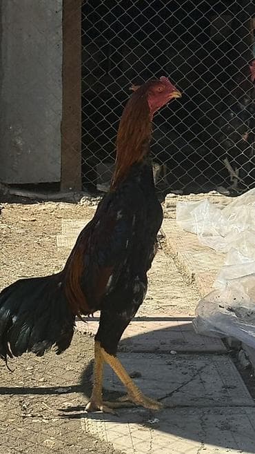 Dovşanlar: Heyratı beçesi satılır 8 aylıqdır cidi alıcılara etraflı melumat — 2