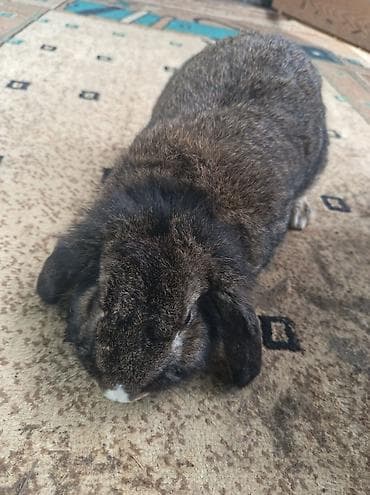 bala dana: Ev dovşanı – lop qulaq (aşağı sallanan qulaqlar) - Cins: Lop qulaq — 1