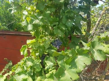 ferma torpaq: 24 sot, Tikinti, Makler, Kupça (Çıxarış) — 12