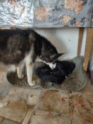 Gəmiricilər: Xaski, Erkek — 2