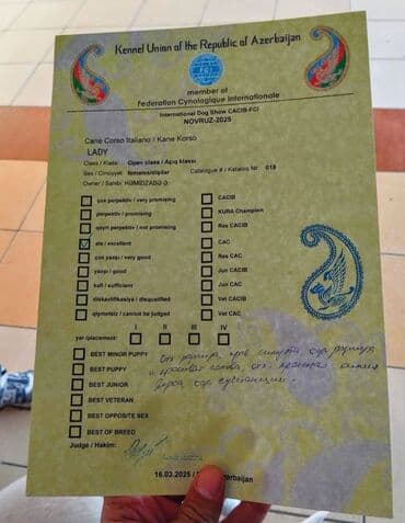 кане корсо цена: Kane-Korso, 2 ay, Ünvandan götürmə — 12