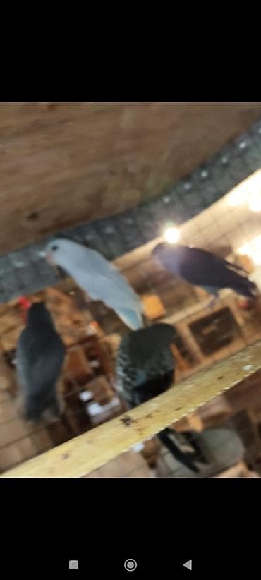 sebzi qusu: Folpus quşları dünyanın ən balaca quşları Varabınnıy papuqay Sevgi — 9