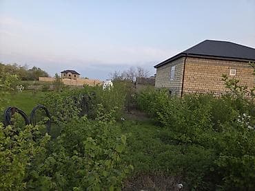 atciliqda satilan evler: Ağ çiçəklərlə bol-bol açan meyvə ağacları – bağ salmaq və ya landşaft — 2