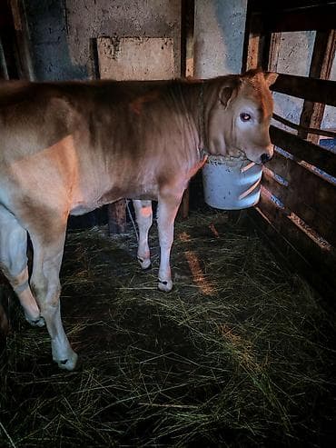 iri buynuzlu heyvan satisi: Dişi, il: 4, Südlük — 1