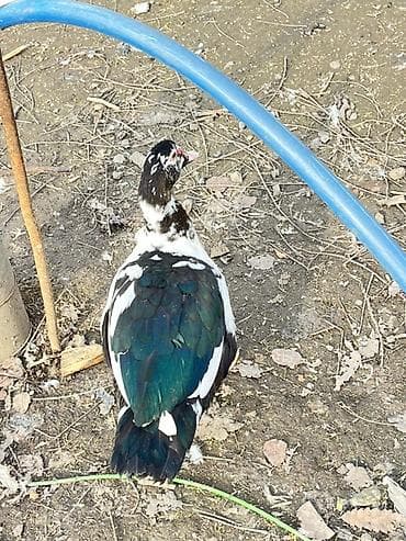 çau çau satılır: Zumurud erkey bala disi bala birde cut satlir real alciyla razlasmag — 1