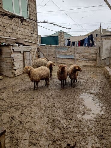 Digər kənd təsərrüfatı heyvanları: Erkək quzu satılır — 2