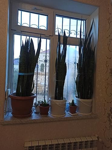 dekorativ bitkilər: Müxtəlif formalı yarpaqları olan dibçək bitkisi. Bəzi bitkilər iri — 8