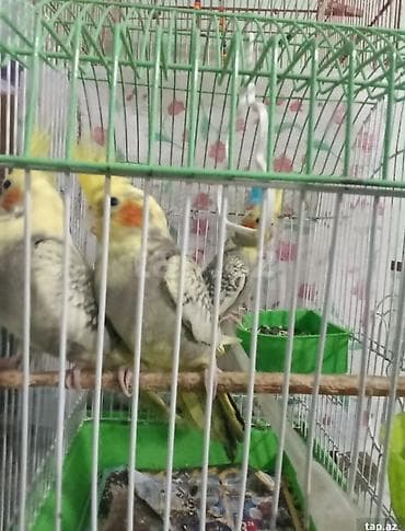 Sağlam korella quslari satilir.ata ana 1 bala .qefesle birlikde 150