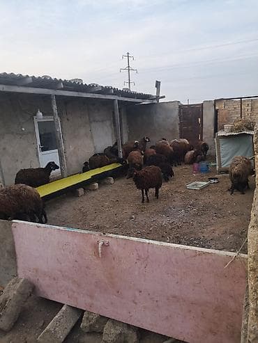 7 eded yani balali morkaraman qoyunlari satilir