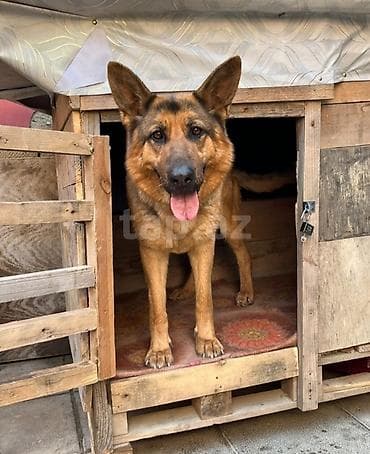 Alman çoban iti, 2 il, Dişi, Peyvəndli, Ünvandan götürmə