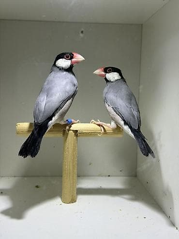 amadin gulda: Java ispinozu (Java Sparrow) cütlüyü - Növ: Padda oryzivora (Java — 1