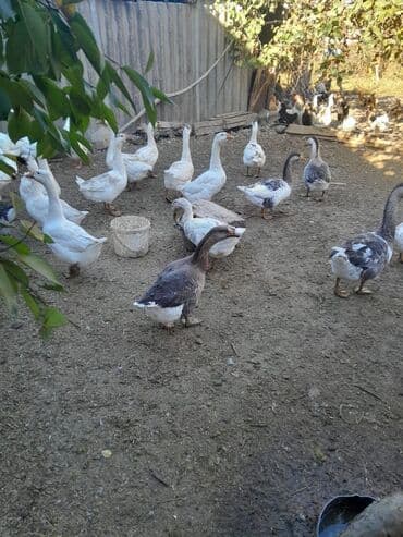 ingilis setter it cinsinin digər adı: Real alici narahat elesin — 2