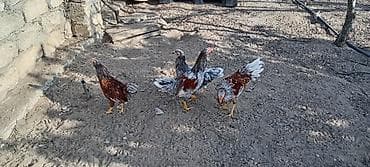 Птицы: Курица, Для разведения — 5