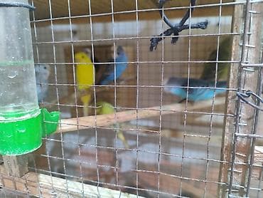 Hazır bala verən papuqaylar cüt satılır. cütü 25manat. Sarı rəng olan — 4