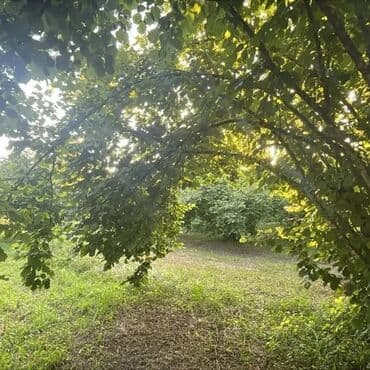 lokbatan heyet evler: TƏCİLİ SATİS🚨BARTER VAR🚙OĞUZ RAYONU🏞️ 🌳 XAÇMAZ KƏNDİ🌲 TURİZİM ƏRAZİSİ — 1