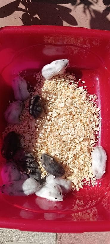 Gəmiricilər: Yeni qəfəs😍 2xomyak ağ və boz🥰 qəfəsin içində Fırlanan çarxı🤩 Su — 4