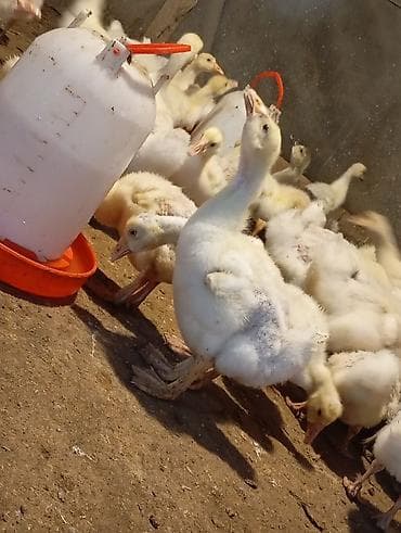 Quşlar: Linda Qaz balaları – yemlə ve otla bəslənmiş, aktiv və çevik sürü — 4