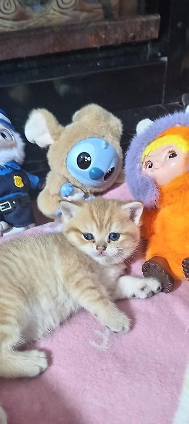 pisik sekileri: Britan, Yaxşı əllərə — 3