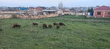 ucuz cuce: Qoyun sürüsü – kənd təsərrüfatı və damazlıün - Növ: Yerli qoyunlar — 2