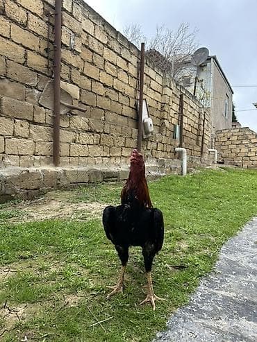 Xoruz, il: 2, Pulsuz çatdırılma