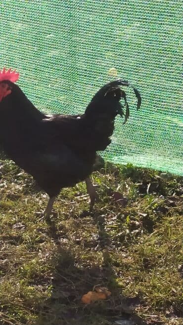 Xoruz, il: 1, Pulsuz çatdırılma