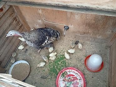 Dişi, Damazlıq lalafo.az -da Dişi, Damazlıq