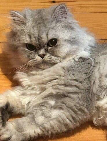 Digər heyvanlar: Fars — 3