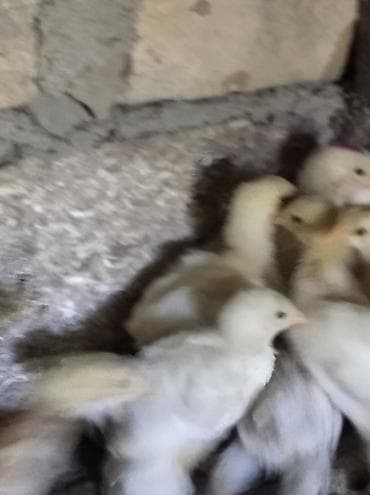 rengli quslar: Toyuq, Brama, Damazlıq, Ödənişli çatdırılma — 8