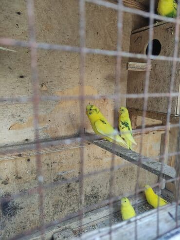 hələb kecilərin qiyməti: Korella Karella tutuqusu papuqay sevgi quşu nerazlucnik valnist 14 — 9