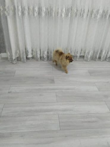 sumqayitda teze tikilen binalar: 2 otaqlı, Yeni tikili, 42 kv. m — 4