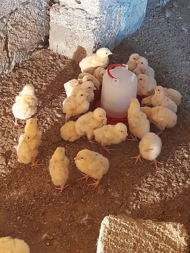 liqorin toyuq: Toyuq cücələri, Ətlik, Ünvandan götürmə — 2