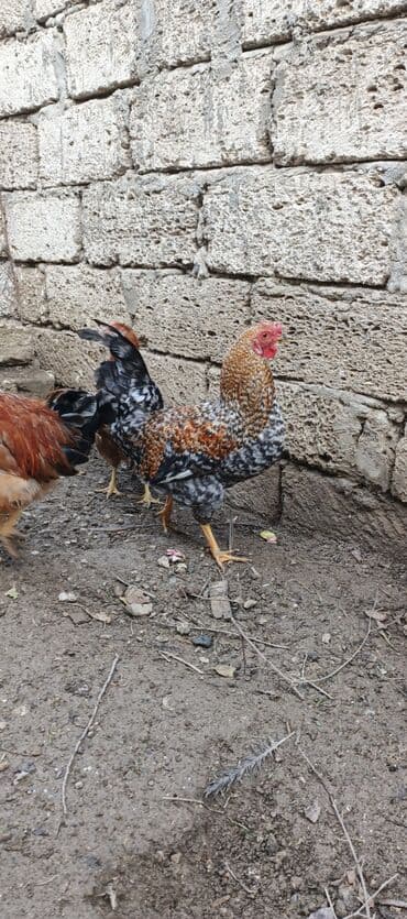 Akvariumlar: Məhsul: salam öz böyütdüyüm beçelerdi təzə ayıliblar 7ayliqdi 3 xoruz — 3