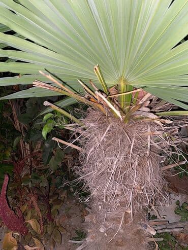 dibçək güllərinin satışı: Palma agacı datılır. Salam. Tərtər şəhərindədir ağac. Çatdırılma da — 1