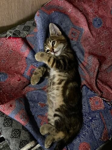 heyvanlara verilen xususi adlar: Tabbi — 3