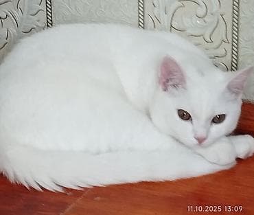 lalafo pişiklər: Britan, Erkək, Cütləşmə üçün, Pulsuz çatdırılma — 2