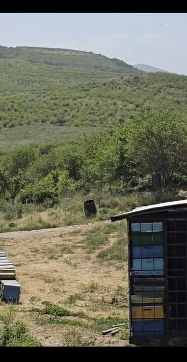 Meyvə və giləmeyvə: Məhsul: Kəlbəcər dağlarından toplanmış arı məhsulları Təsvir: - — 2