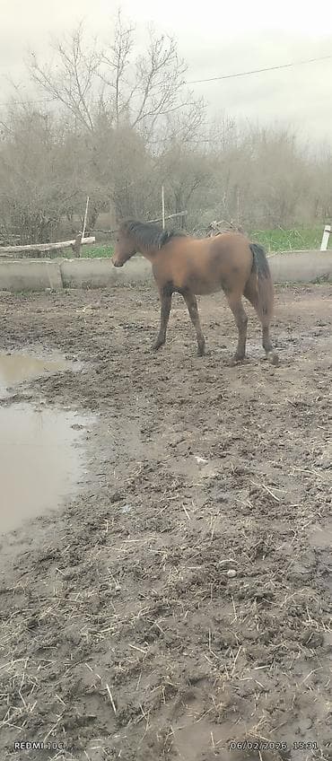 pulsuz heyvan: Erkək, il: 1, Ünvandan götürmə — 4