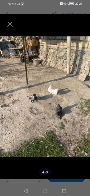 sudluk inek satilir: Məhsul: Ev göyərçinləri dəsti London pavlinleri 2ana 1 bala 30m ÜNVAN — 3