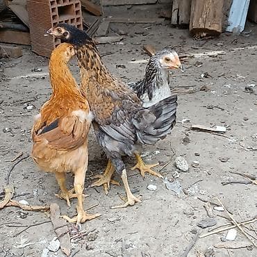 derzi quşu: Məhsul: Yerli toyuqlar və cücələri.3 Ayliq Cucelerdi.Heyratidan — 5