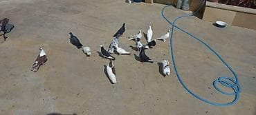 danışan quş: Qaralar şar kimidi ebreş 18 tuk erkeydi ag erkey 20 tukdu qara baş — 6