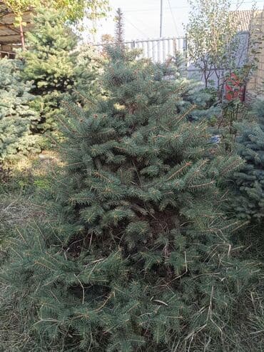 ağaç: Qiyməti 1 meteresi 80 AZN çox götüren olsa qiymət dəyişəcək qiyməti 2 — 7