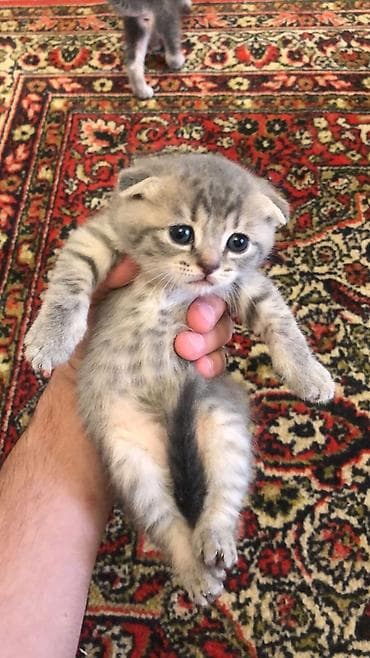 cutlesdirmek ucun pisik: Şotland yastı qulaq — 1