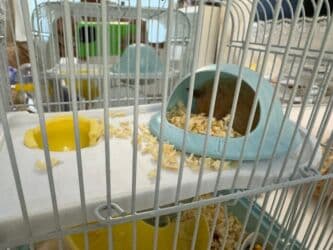 передержка кошек в баку: Грызуны — 2