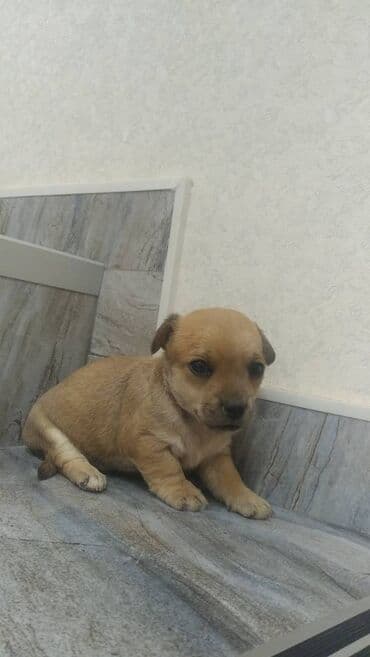 собака отдам в хорошие руки: Zvonok — 4