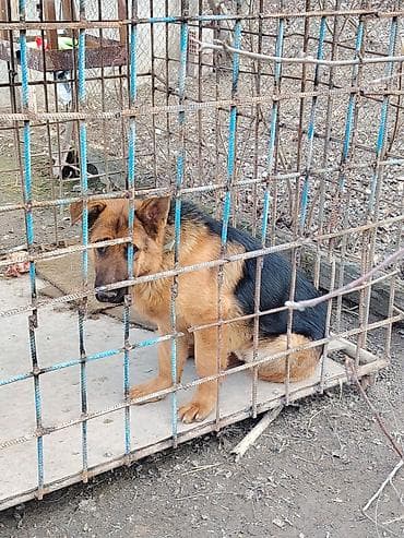 balaca ev itləri: Alman çoban iti, 8 ay, Erkek, Ünvandan götürmə — 2