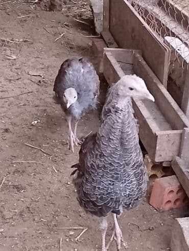 Akvarium aksessuar və ləvazimatları: Məhsul: Hinduşka balaları (tovuzquşu deyil, ev quşu – turkey poults) — 1