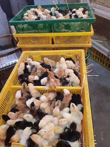 Другие с/х животные: Куриные цыплята, Для мяса — 3