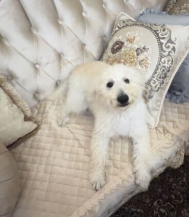 той пудель цена в баку: 6 месяцев, Самка, С прививками — 6